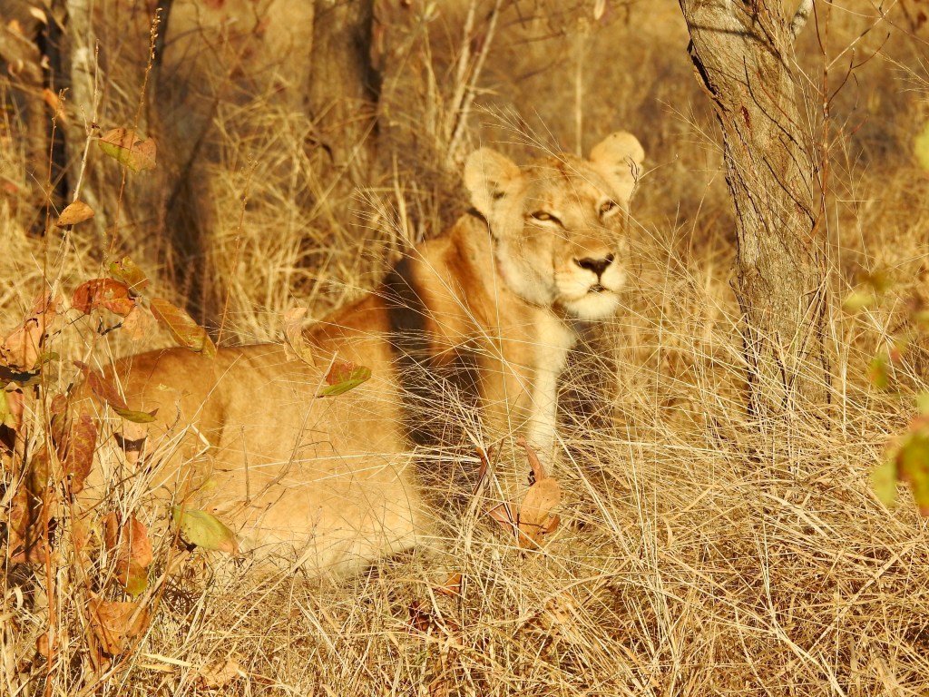 Why South Africa is the ideal destination for every wildlife and water lover (or anyone,&nbsp;really).